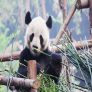 Amsterdam Naar Chengdu (stad van de Pandas) v/a €615 retour